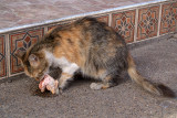 Cat Eating Chicken Head