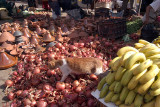 Cat on the Onions