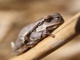 silver frog.jpg