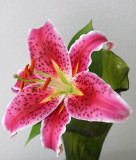 Stargazer Lily - A Gift from My Neighbors Garden