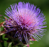 Artichoke Blossom - Robert Wagner Jr Park