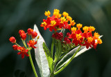 Asclepias - Robert Wagner Jr Park