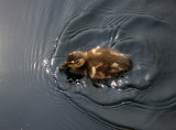 Duck - Lily Pond Area