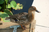 Duck - Lily Pond Area