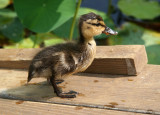 Duck - Lily Pond Area