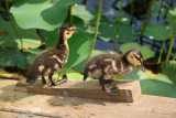 Ducks - Lily Pond Area