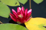 Water Lily - Lily Pond Area