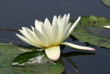 Water Lily - Lily Pond Area