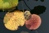 Lotus - Lily Pond Area