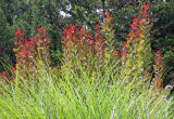 Smoke Tree Foliage & Summer Grass - Conservatory Gardens