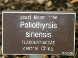 Pearl Bloom Tree Marker - Conservatory Gardens