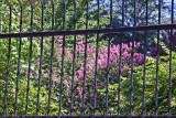 Crepe Myrtle Blossoms & Garden View