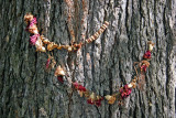 Hare Krishna Tree - American Elm