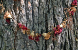 Hare Krishna Tree - American Elm