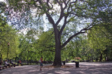 Hare Krishna Tree - American Elm