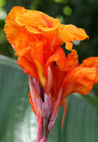 Canna or Indian Shot Blossom