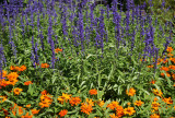 Salvia & Asters - Home Gardens