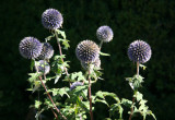 Thistle Blossoms - Home Gardens