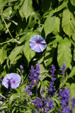 Morning Glories - Conservatory Gardens