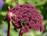 Unknown - Conservatory Gardens