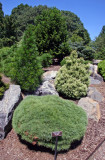 Miniature Connifer Garden