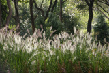 Summer Grass