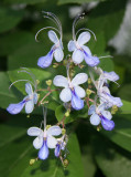 Clerodendrum Ugandense Blossoms