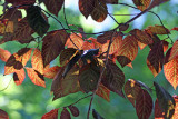 Prunus Tree Foliage