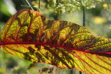 Amaranthus Foliage - Liz Christy Garden
