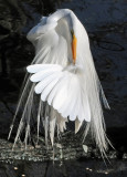 Great Egret Mating Plummage