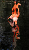 Flamingo - Wildlife State Park