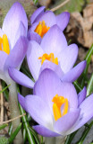 First Crocus Blossoms of the Season