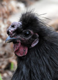 Rooster Vistors