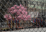Prunus Tree Blossoms at P.S. 41 Playground