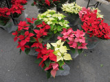 Poinsettias for Sale at the Farmers Market 