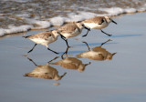 Win, Place & Show - Sanderlings on Silver Strand Beach