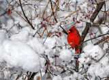 Cardinal in Snow Covered Red Berry Tree 