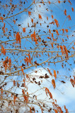 Harbinger of Spring - Catkins