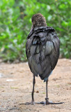 Brown ibis - Chula Vista Nature Center in San Diego