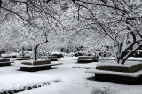 Winter Snow