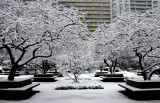 Winter Snow
