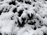 Winter Snow