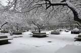 Winter Snow