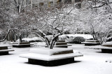 Winter Snow