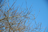 Pussy Willow Tree Buds