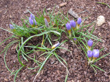 Crocus Blossoms