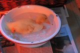 Duckling Day at Waldorf School Kindergarten Class