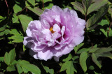 Tree Peony