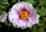 Tree Peony