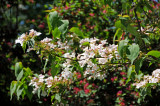 Weigela Blossoms